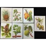 S.Tome Thomas 1983 Medicinal Plants Maxi Cards Unused