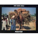 Pakistan Beautiful Postcard Sibi Camel Mela