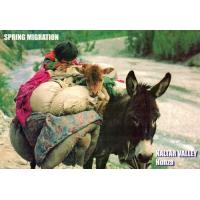 Pakistan Beautiful Postcard Spring Migration Swat