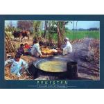 Pakistan Beautiful Postcard Village Life Of Punjab