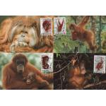 WWF Indonesia 1989 Beautiful Maxi Cards Orangutan