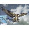 Iran 2009 Joint Issue Fdc MC White Tailed Eagle & Osprey Pandion