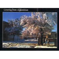 Afghanistan Postcard Spring In Kabul